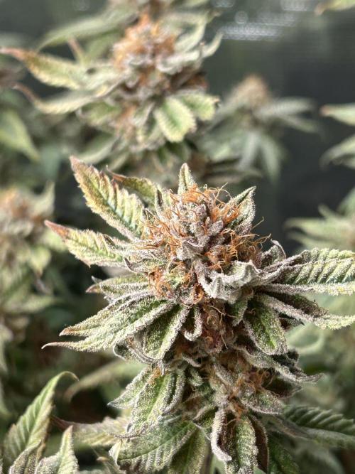Cannafair 25 Clone Run. Week 24