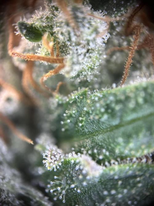 Cannafair 25 Clone Run. Week 24