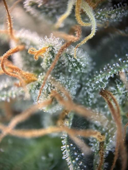 Cannafair 25 Clone Run. Week 24