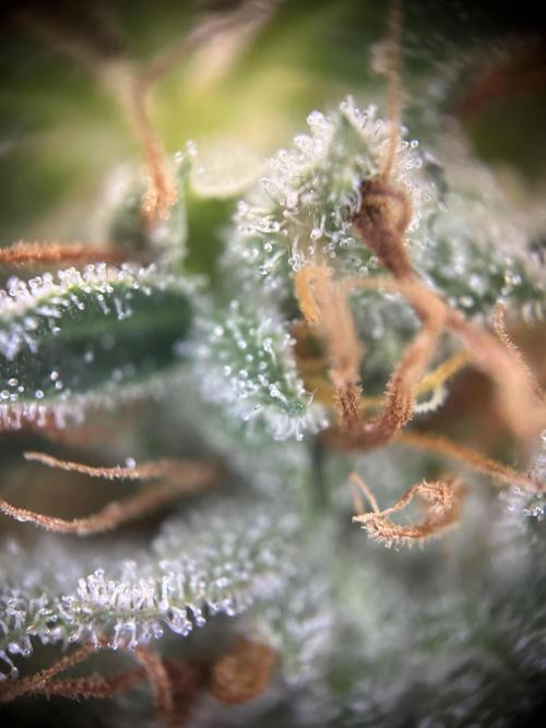 Cannafair 25 Clone Run. Week 24