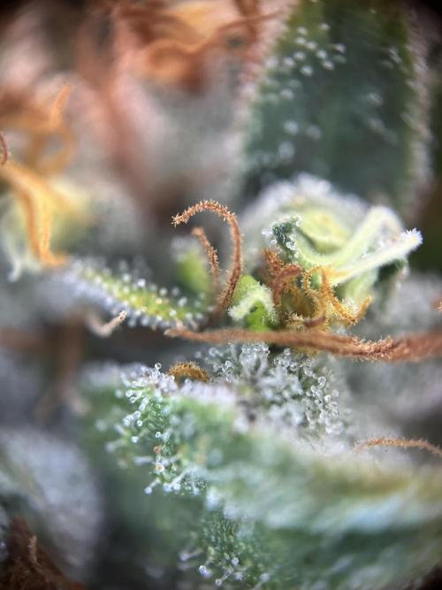 Cannafair 25 Clone Run. Week 24