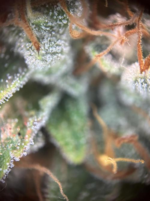 Cannafair 25 Clone Run. Week 24