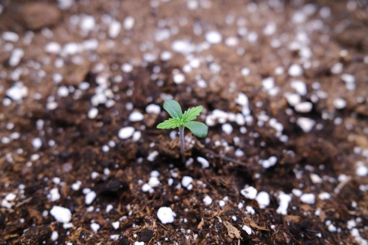 Welcome_Newbie_indoor. Week 0 - Germination Gorilla 