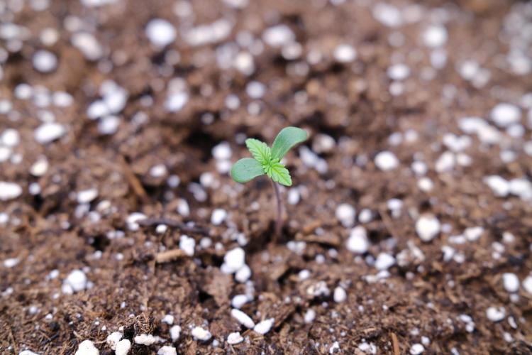 Welcome_Newbie_indoor. Week 0 - Germination Violet Face