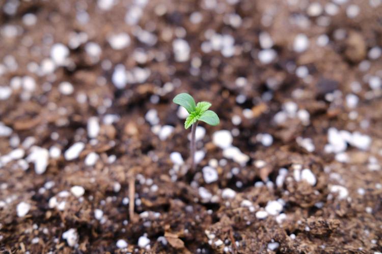 Welcome_Newbie_indoor. Week 0 - Germination Tropicana Cookies