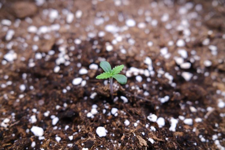 Welcome_Newbie_indoor. Week 0 - Germination Gorilla 