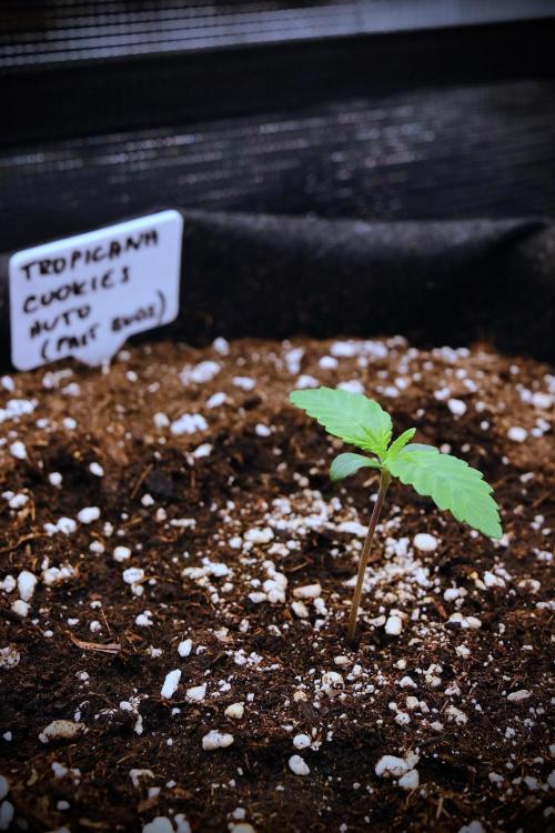 Welcome_Newbie_indoor. Week 1 - Tropicana Cookies in the first week of vegetation 