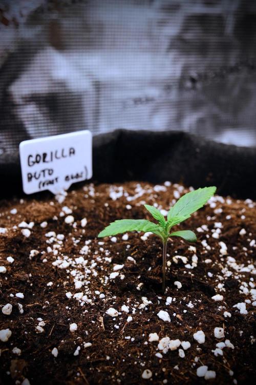 Welcome_Newbie_indoor. Week 1 - Gorilla in the first week of vegetation