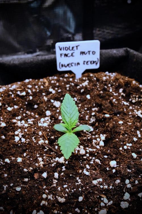 Welcome_Newbie_indoor. Week 1 - Violet Face in the first week 