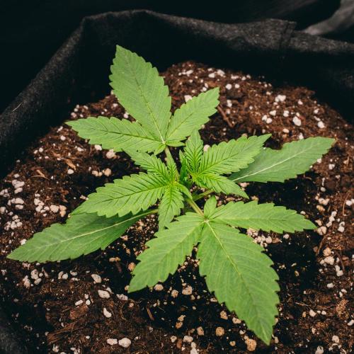 Welcome_Newbie_indoor. Week 2 - Tropicana Cookies