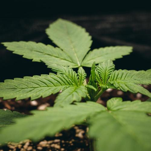 Welcome_Newbie_indoor. Week 2