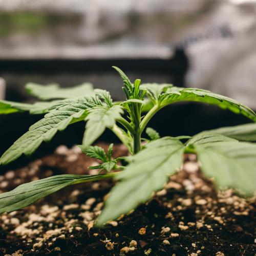 Welcome_Newbie_indoor. Week 2