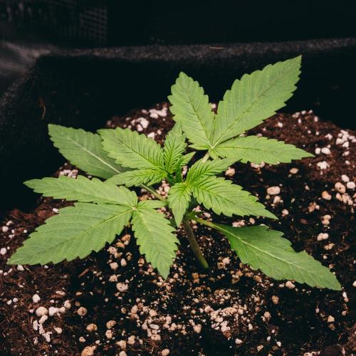 Welcome_Newbie_indoor. Week 2