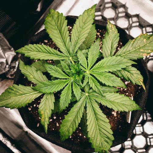 Welcome_Newbie_indoor. Week 3