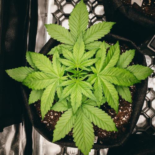 Welcome_Newbie_indoor. Week 3