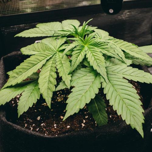 Welcome_Newbie_indoor. Week 3