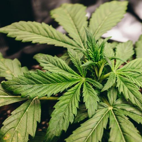 Welcome_Newbie_indoor. Week 3