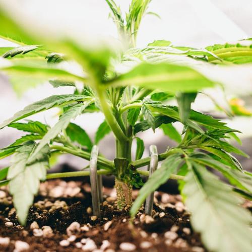 Welcome_Newbie_indoor. Week 3