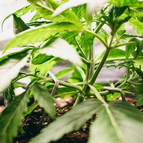 Welcome_Newbie_indoor. Week 3