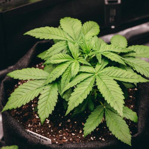 Welcome_Newbie_indoor. Week 3