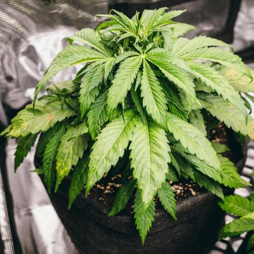 Welcome_Newbie_indoor. Week 4 - Violet Face