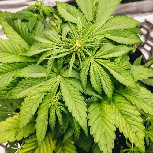 Welcome_Newbie_indoor. Week 4 - Tropicana Cookies