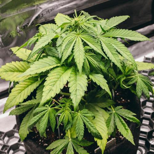 Welcome_Newbie_indoor. Week 4