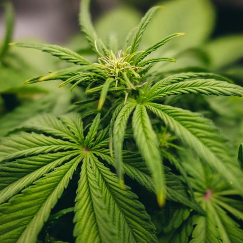 Welcome_Newbie_indoor. Week 4