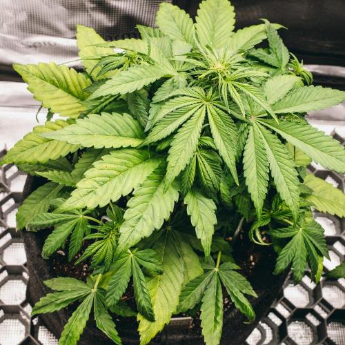 Welcome_Newbie_indoor. Week 4