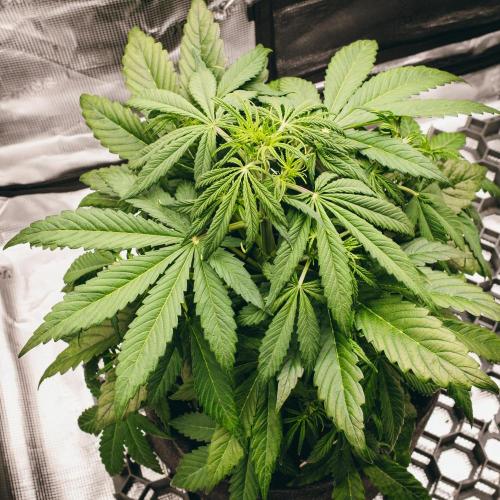 Welcome_Newbie_indoor. Week 4 - Gorilla 