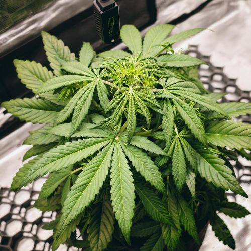 Welcome_Newbie_indoor. Week 4