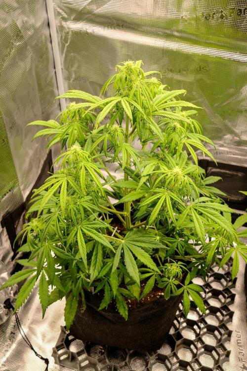 Welcome_Newbie_indoor. Week 5 - Gorilla 