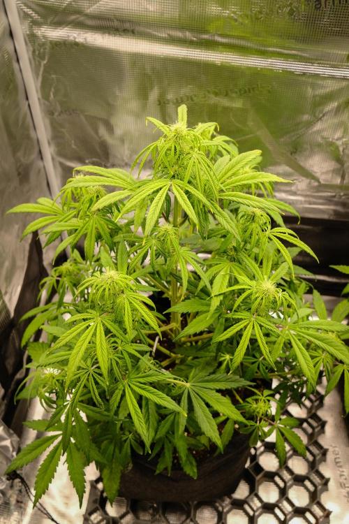 Welcome_Newbie_indoor. Week 5