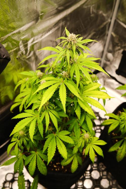 Welcome_Newbie_indoor. Week 5 - Tropicana Cookies 