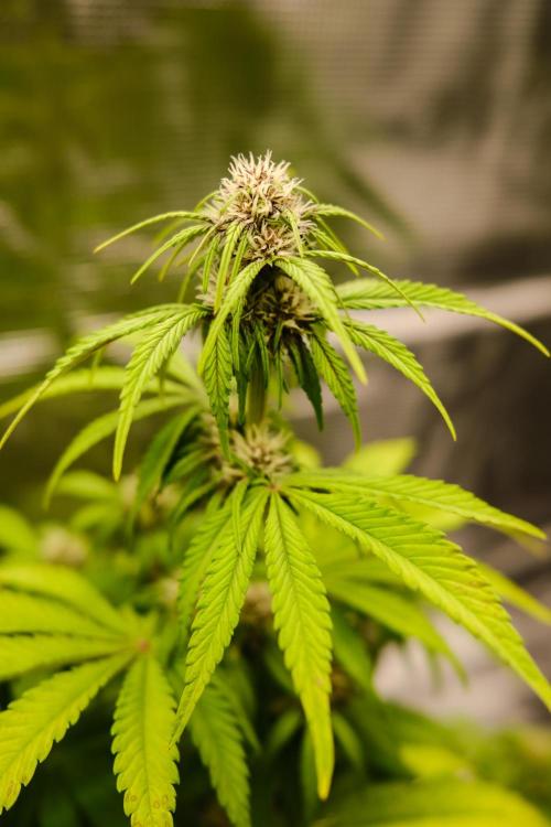 Welcome_Newbie_indoor. Week 5