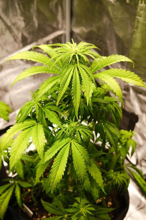 Welcome_Newbie_indoor. Week 5 - Violet Face