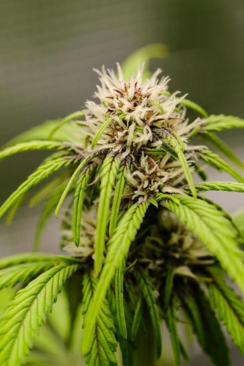 Welcome_Newbie_indoor. Week 5