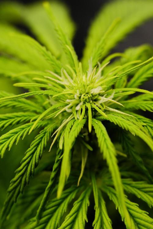 Welcome_Newbie_indoor. Week 5