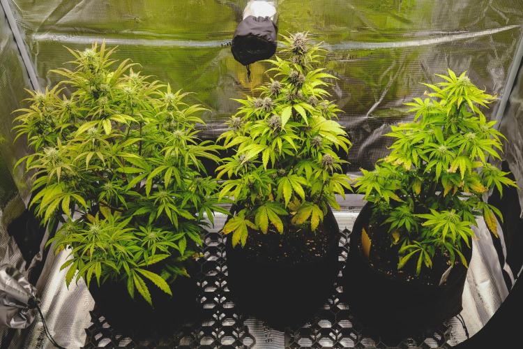 Welcome_Newbie_indoor. Week 6