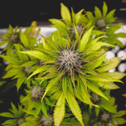 Welcome_Newbie_indoor. Week 6