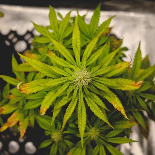 Welcome_Newbie_indoor. Week 6