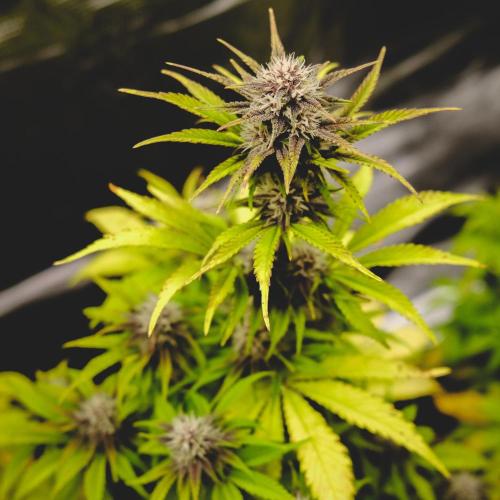 Welcome_Newbie_indoor. Week 6