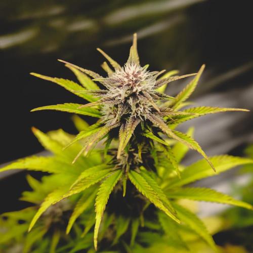 Welcome_Newbie_indoor. Week 6