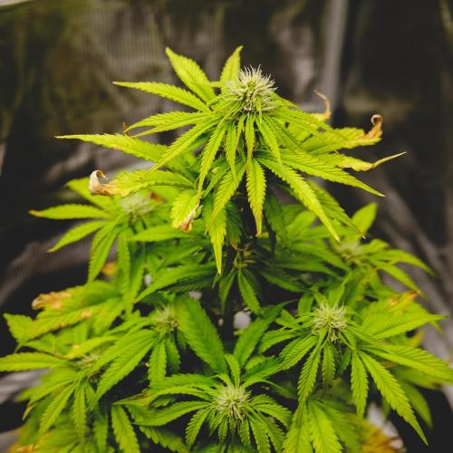 Welcome_Newbie_indoor. Week 6