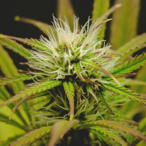 Welcome_Newbie_indoor. Week 6