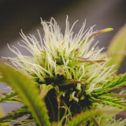 Welcome_Newbie_indoor. Week 6