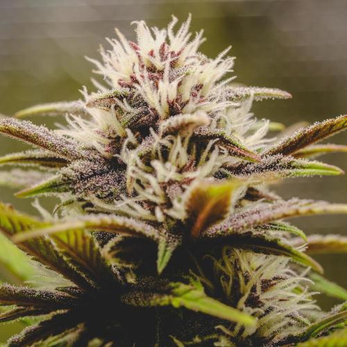 Welcome_Newbie_indoor. Week 6