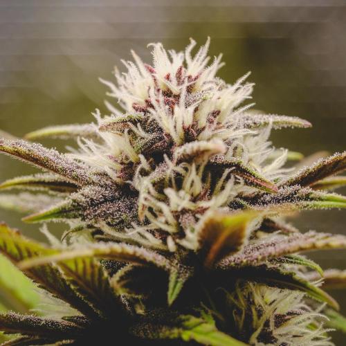 Welcome_Newbie_indoor. Week 6