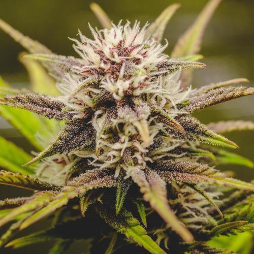 Welcome_Newbie_indoor. Week 6