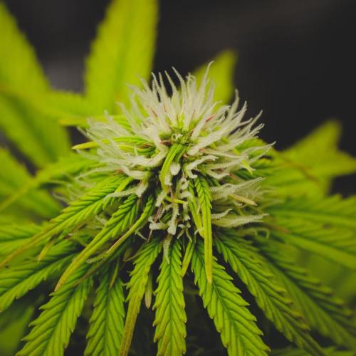 Welcome_Newbie_indoor. Week 6